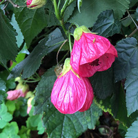 ��һ�껨������ʱ