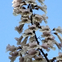 ��ͩ����