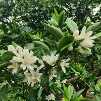 ����ȥ�����ӻ���