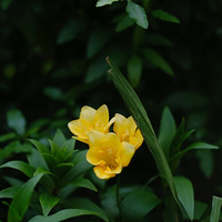 �����ԡ�