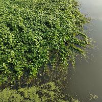 Ψ��ʳ���������ɹ���Ҳ