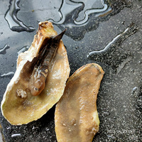 �������ġ����н�һ����Ϊɶ���˵�������