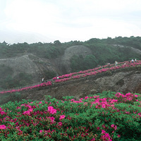 杜鹃花开方山顶