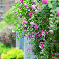 Ǿޱ������