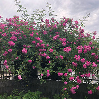 ����Ǿޱ������