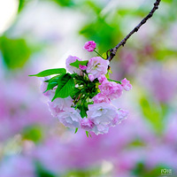 �����һ��ӣ��