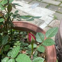 �¼�������