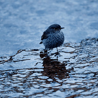 ���Ĵ����