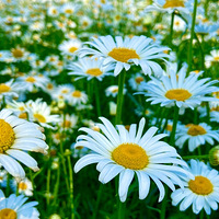 ������ã���������С���ա�