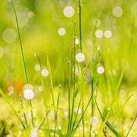 ��Ҷ��¶Ⱦ����