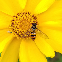 �ɻ�С����