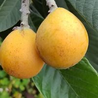 ���˻���