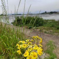 Ұ��Ҳ����