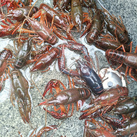 ���۸��᡿��ɫ��Ϻ��һ�μ�