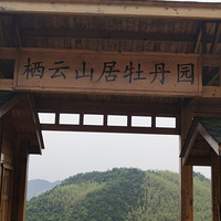 白石山头芍药零星开