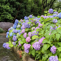 �������򻨸�������