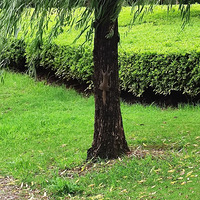 ����Ӱ2022����̨�ݡ�������԰-20220611-����