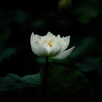 �������ĺɻ�