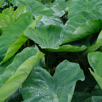 �������������ȵ�ð�ݿ�������Ŵ���Щ������