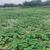 洪湖一日游。