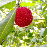 ������÷