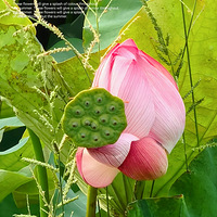 ӳ�պɻ�������