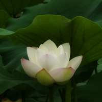 �����⡿����ɽ��԰�ͺɻ�