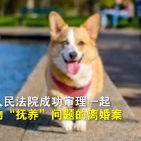 80后夫妻离婚不争房子车子，只争养了4年的柯基犬