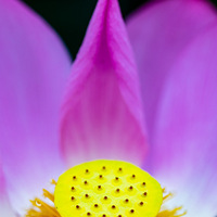 һ�������̣�˫Ӱ���ֺ졣