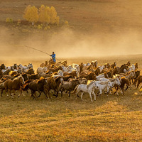 ���ϲ�ԭ����������Ӱ��