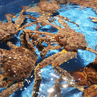 ��ʮ����ʳ�ֲݡ��Ͻ��ĺ�Ժ������Ÿ߶˲�����