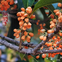 ����Ʈ��