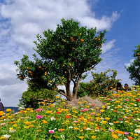 �����ϳǲ̼��󹱽�԰