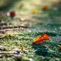 Ҷ�䷽֪����Ũ