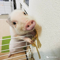 ��ʺ������ֻ������������СӤ������ķ����۷����ۻ��糬����