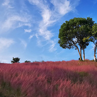 �������Ӳ�