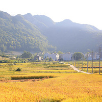 ʮ�ﵾ����  ʢ���޼��٣����ź�ɣ�