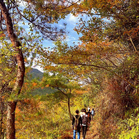 ���־�Ⱦ����ɽ��Ҷ��