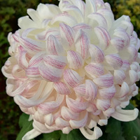 ��11�´��ޡ�ֲ��԰�ջ�չ