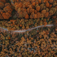 С֥�����ֲ����Ҫ����