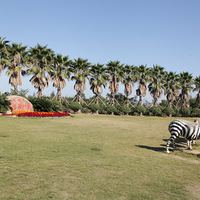 ̨��Ұ������԰