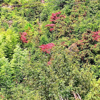 ��������ɫ�Ļ���Ϫ