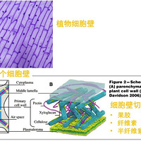 Ϊʲôʳ����ˮ����������������������ࣿ