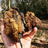 Ӣ�����̫�󣬰ְִ�ȫ����Ұ��ժ������Ģ�����Թ��