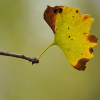 Ʈ���ڳ���ů������Ƭ��Ҷ