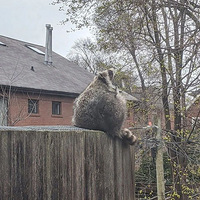 С�����ǻ���ʱ����ɶ��������Բ���������ɰ�����