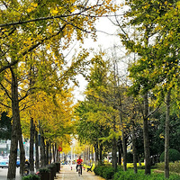 ������ζ�����������Ҷ