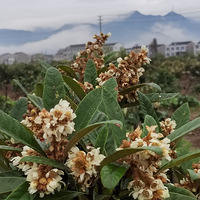 [����ζ��]ʮ���˻�ʢ��