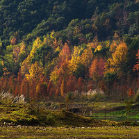 [����ζ��]����