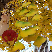 [����ζ��]ʮ��Ҷ����